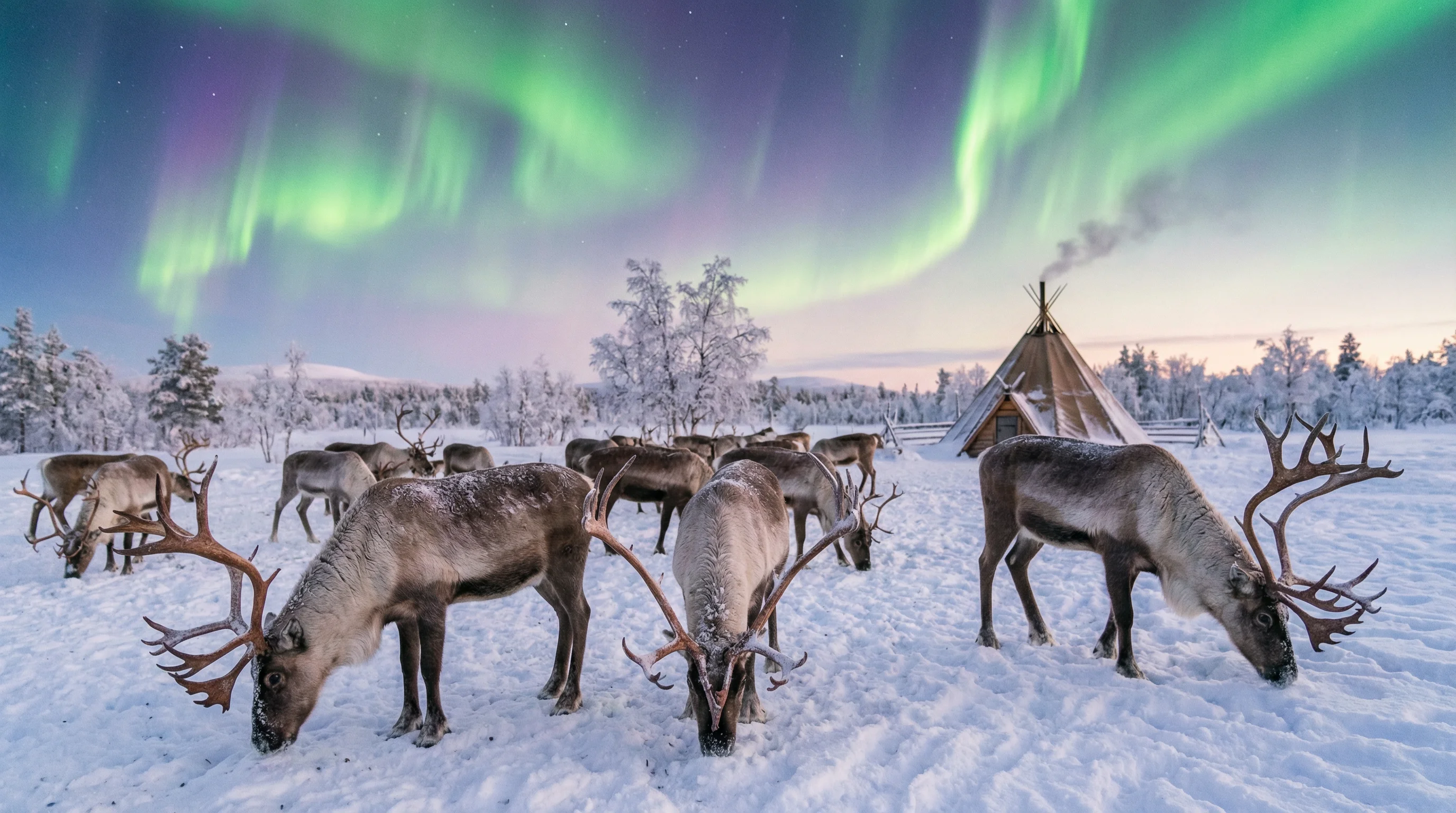 驯鹿信使 - 极光冰屋棋牌营地公告与资讯